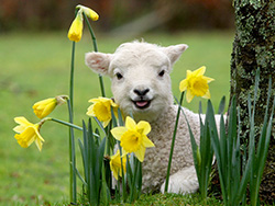 Spring Lamb