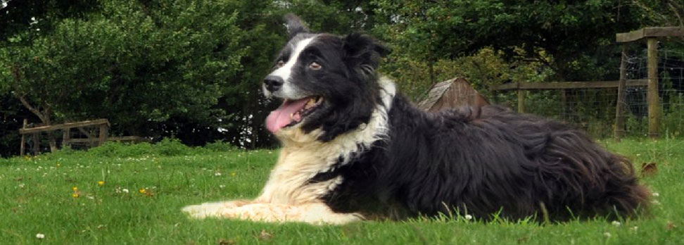 Collie