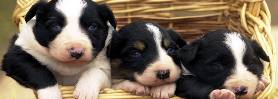 Puppies